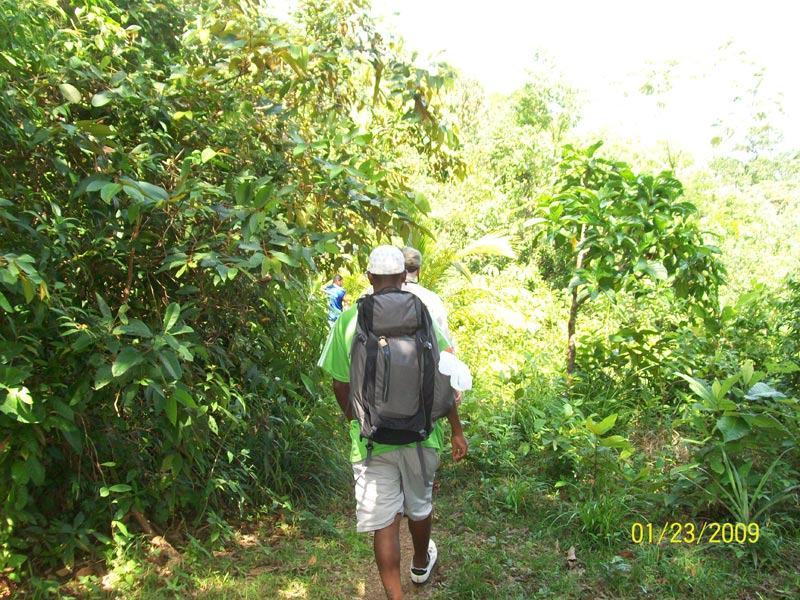 Jungle