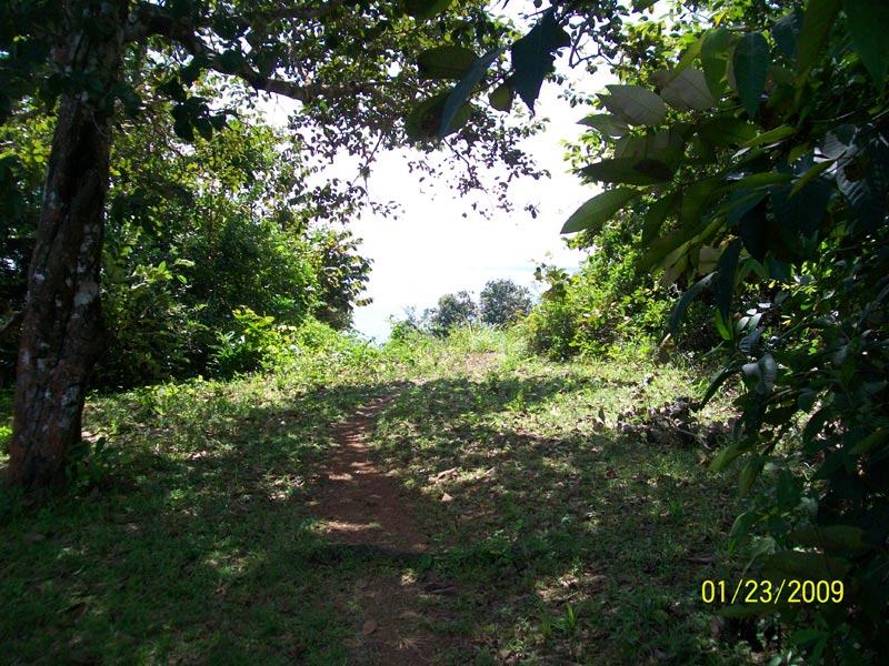 Jungle