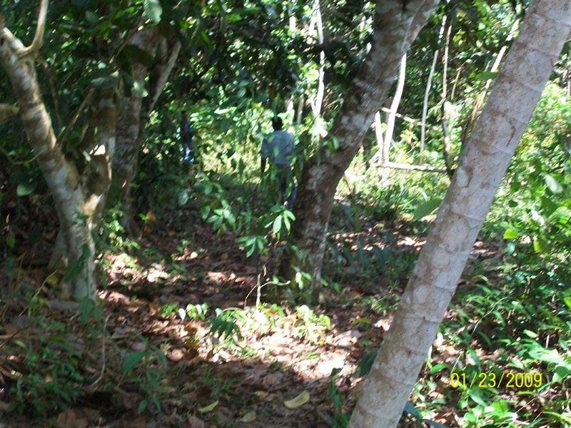 Jungle