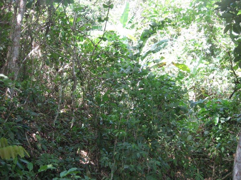 Jungle