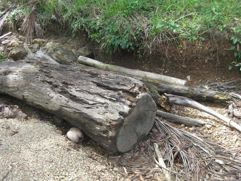 Old sawed log