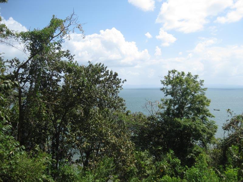 Jungle