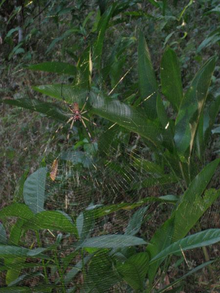 Golden Orb Spider, Panama